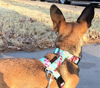 Sky Blue Vintage Rose Dog Harness 1 - Hippytails