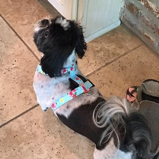 Sky Blue Vintage Rose Dog Harness 2 - Hippytails