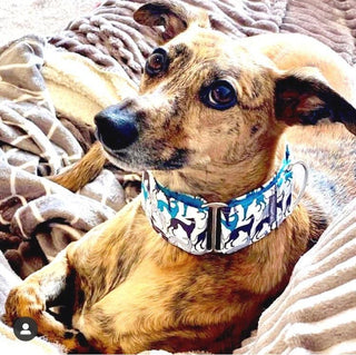 Turquoise Greyhound Martingale Collar 4 - Hippytails